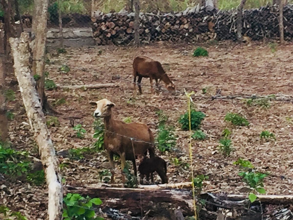Finca Del Sol Eco Lodge Santa Cruz المظهر الخارجي الصورة